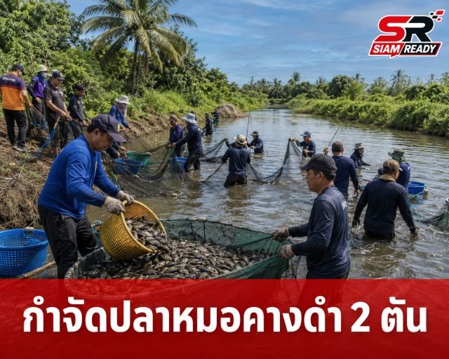 เพชรบุรีผนึกกำลังภาคีเครือข่าย 'ลงแขกลงคลอง' กำจัดปลาหมอคางดำทะลุ 2 ตัน