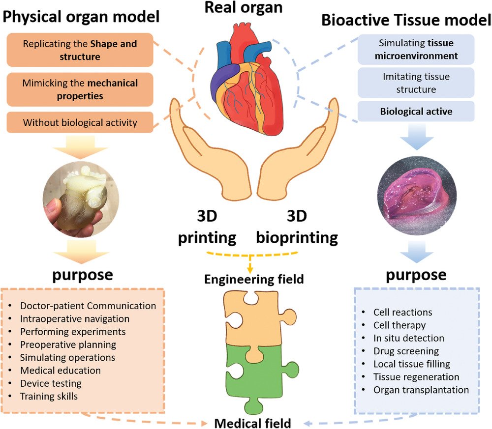 ก้าวสำคัญวงการแพทย์ไทย! พัฒนาเทคโนโลยี 'Bio-Printing' เตรียมทดสอบปลูกถ่ายเนื้อเยื่อจากเซลล์ตัวเอง