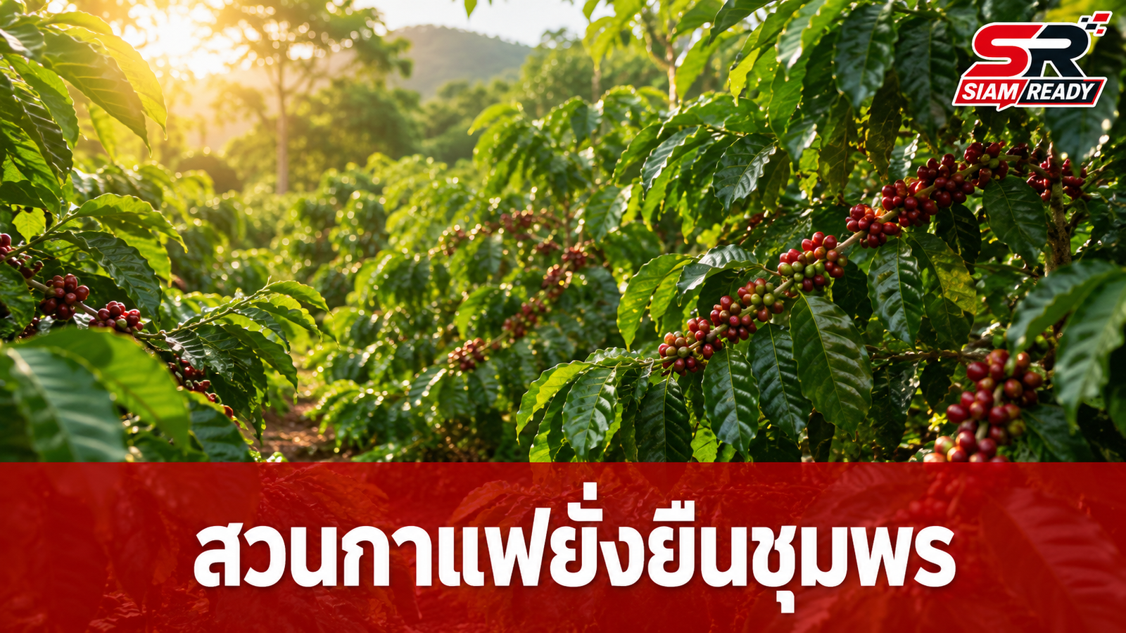 ชูโมเดลสวนกาแฟโรบัสต้าชุมพร ขับเคลื่อนเกษตรเชิงฟื้นฟูด้วยนวัตกรรมยั่งยืน