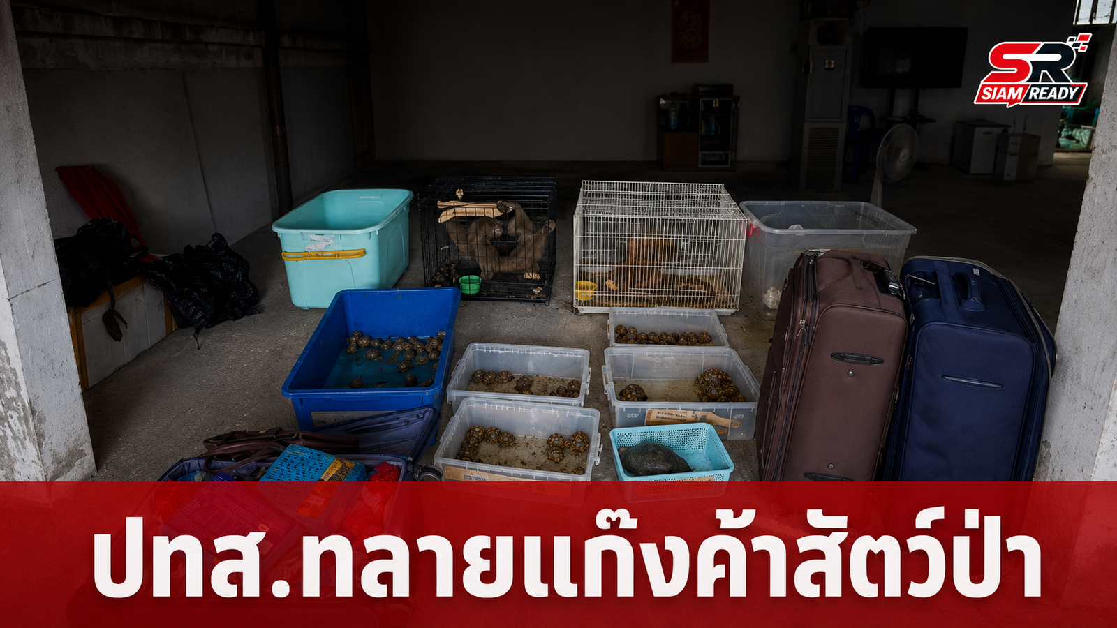ปทส. บุกทลายเครือข่ายค้าสัตว์ป่าข้ามชาติ ยึดของกลางเต่าดาว-ชะนี-ค่างอื้อ