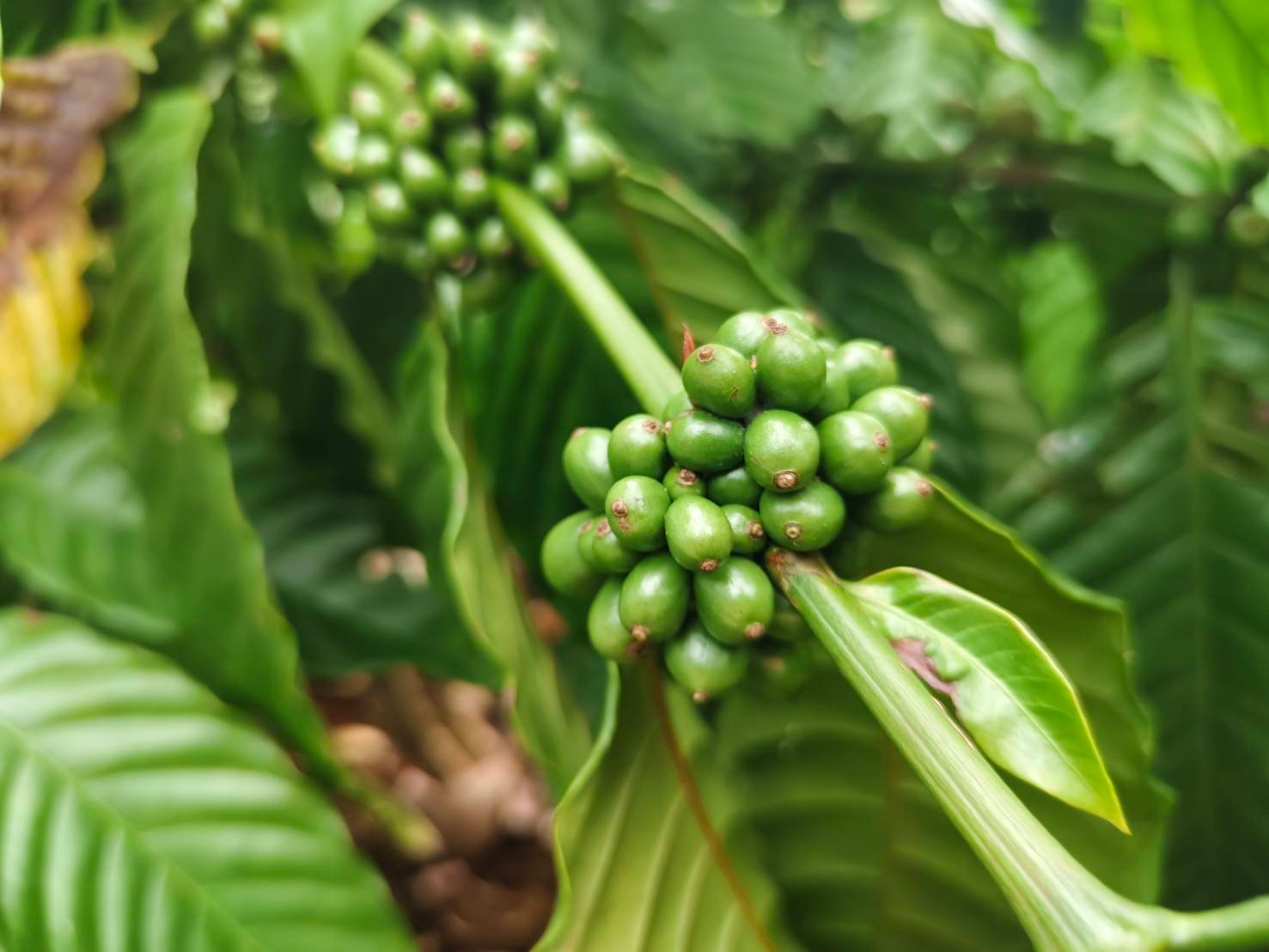 ชูโมเดลสวนกาแฟโรบัสต้าชุมพร ขับเคลื่อนเกษตรเชิงฟื้นฟูด้วยนวัตกรรมยั่งยืน