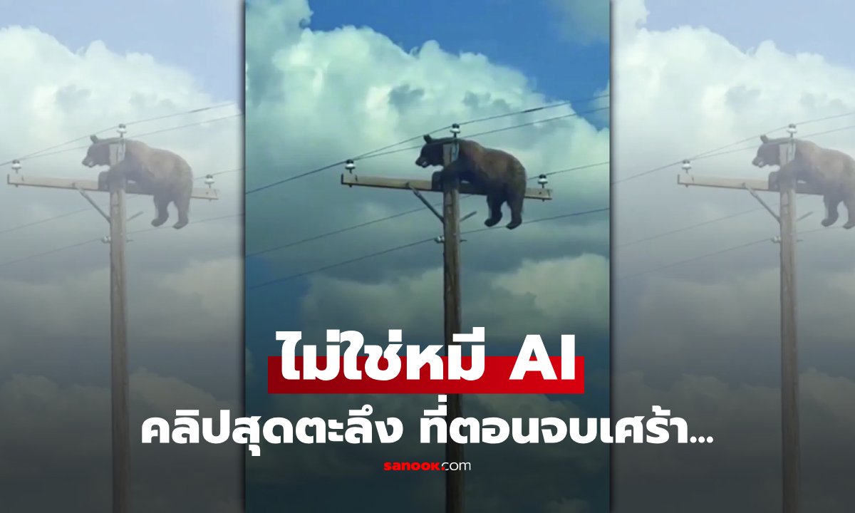 สุดสลด! พบหมีเกาะค้างบนยอดเสาไฟฟ้ากลางรัฐนิวเม็กซิโก เจ้าหน้าที่เผยช่วยยาก-จบไม่สวย