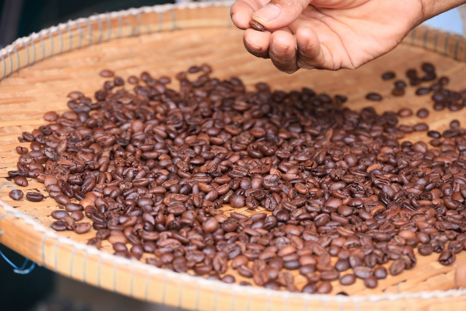 ชูโมเดลสวนกาแฟโรบัสต้าชุมพร ขับเคลื่อนเกษตรเชิงฟื้นฟูด้วยนวัตกรรมยั่งยืน