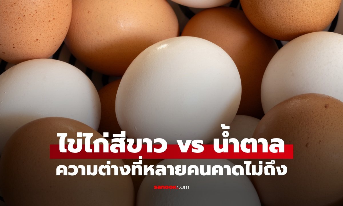 ไข่ไก่สีน้ำตาล vs สีขาว ต่างกันอย่างไร? ไขข้อข้องใจเรื่องสีเปลือกไข่จากธรรมชาติ